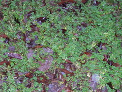 Geranium robertianum
