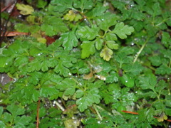Geranium robertianum