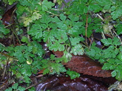 Geranium robertianum