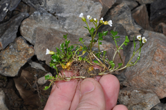 Cardamine alalata