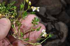 Cardamine alalata