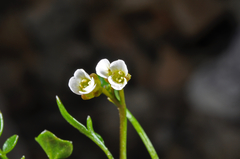 Cardamine alalata