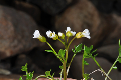 Cardamine alalata