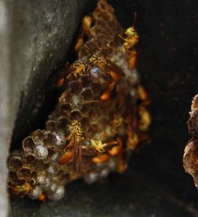 Mischocyttarus angulatus