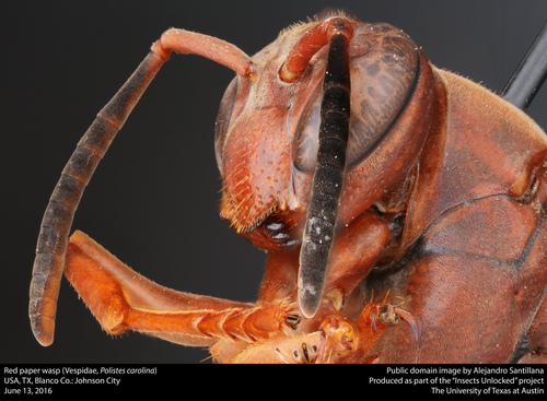 Fine-backed Red Paper Wasp photo 5