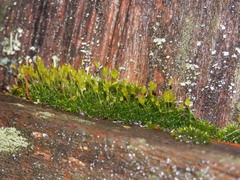 Bryopsida