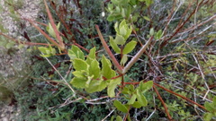 Mandevilla lanuginosa