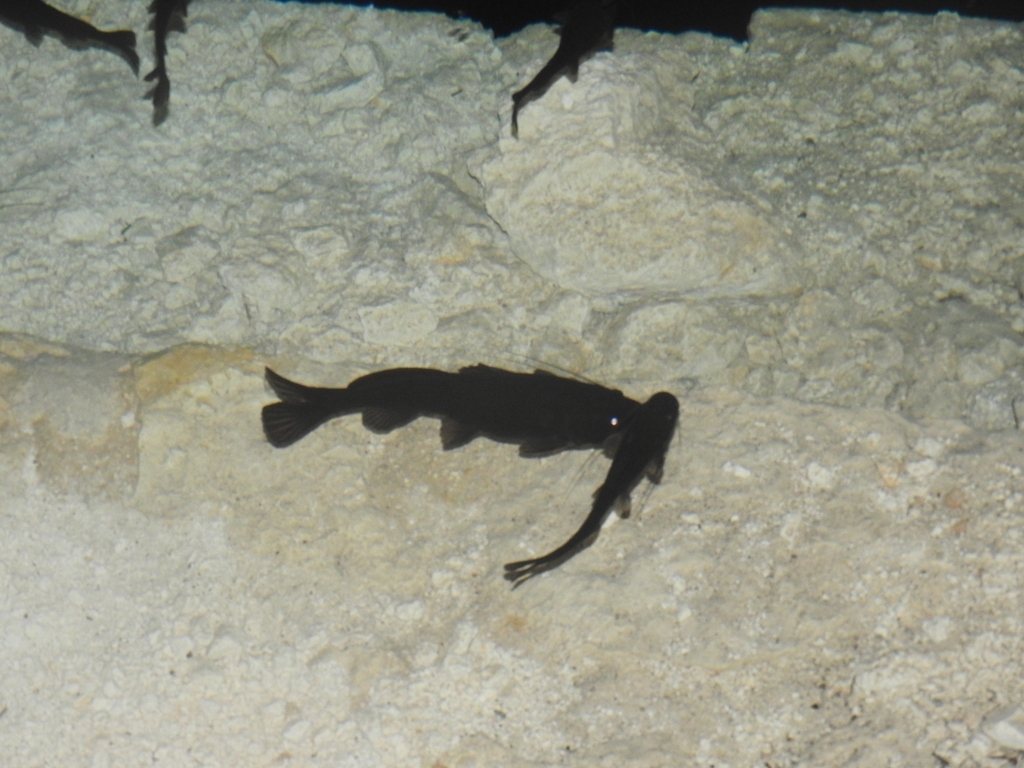 Pale Catfish