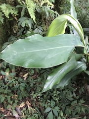 Dichrocephala integrifolia