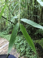 Dichrocephala integrifolia