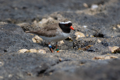 Thinornis novaeseelandiae