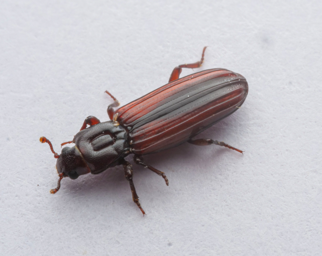Dry Bark Beetles
