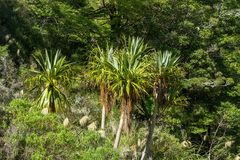 Cordyline indivisa