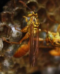 Mischocyttarus angulatus