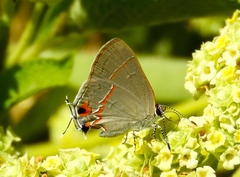 Electrostrymon hugon