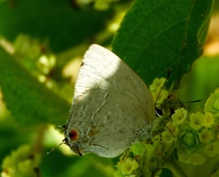 Strephonota tephraeus