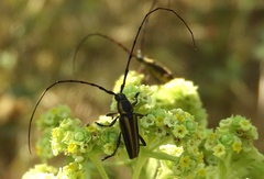 Sphaenothecus maccartyi