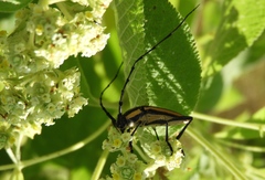 Sphaenothecus trilineatus