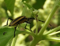 Sphaenothecus trilineatus