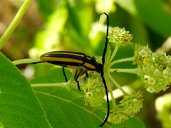 Sphaenothecus trilineatus