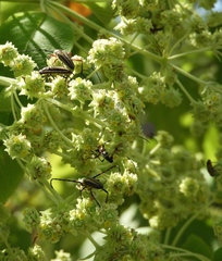 Sphaenothecus maccartyi