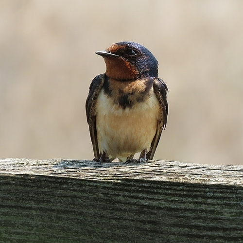Barn Swallow