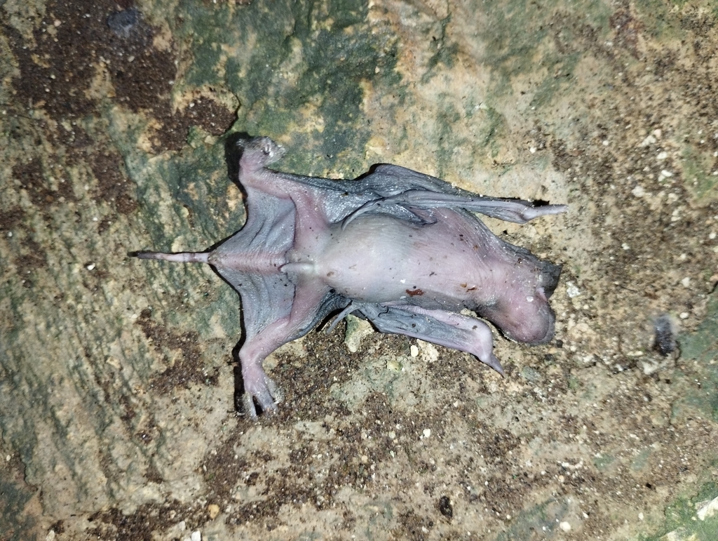 Broad-eared Free-tailed Bat (Nyctinomops laticaudatus)