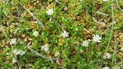 Stellaria humifusa