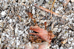 Aphaenogaster longiceps
