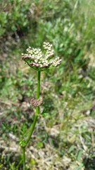 Ligusticum calderi