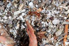 Aphaenogaster longiceps