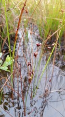 Juncus supiniformis