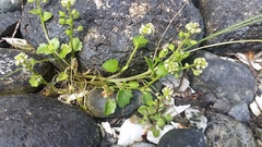 Cochlearia groenlandica