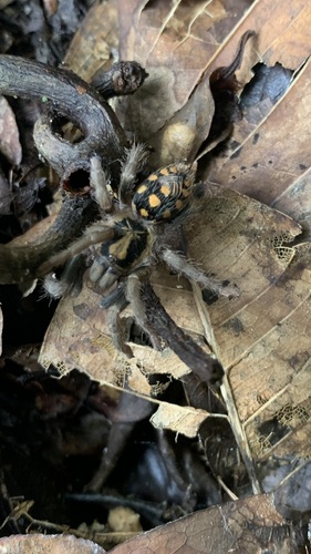 Photo of Pumpkin Patch Tarantula (Hapalopus formosus)