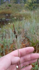 Carex stylosa