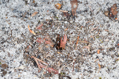 Aphaenogaster longiceps