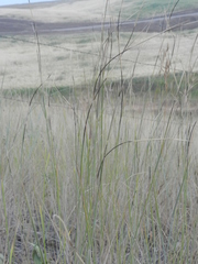 Puccinia graminis