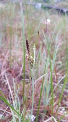 Carex livida