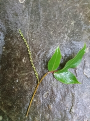 Stachyurus himalaicus