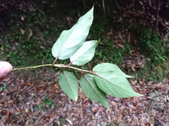 Stachyurus himalaicus