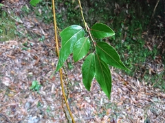 Stachyurus himalaicus