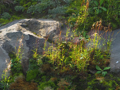 Pogonatherum crinitum