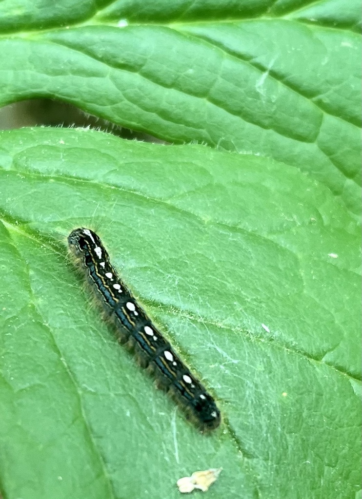 Forest Tent Caterpillar Moth from Marcellus, NY, US on May 21, 2023 at