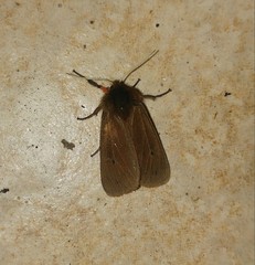 Phragmatobia fuliginosa taurica