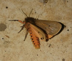 Phragmatobia fuliginosa taurica