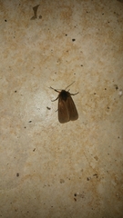 Phragmatobia fuliginosa taurica