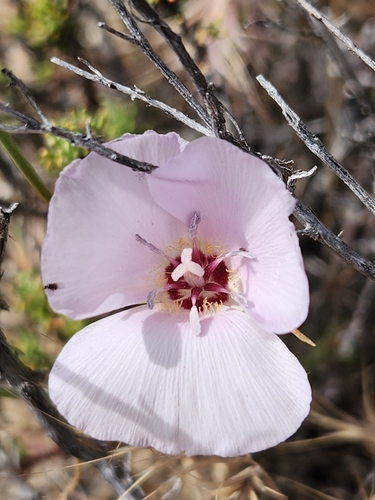 Image of Calochortus palmeri by no rights reserved