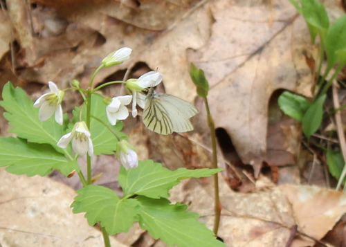 Mustard White photo 6