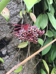 Hoya
