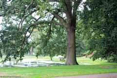 Quercus robur